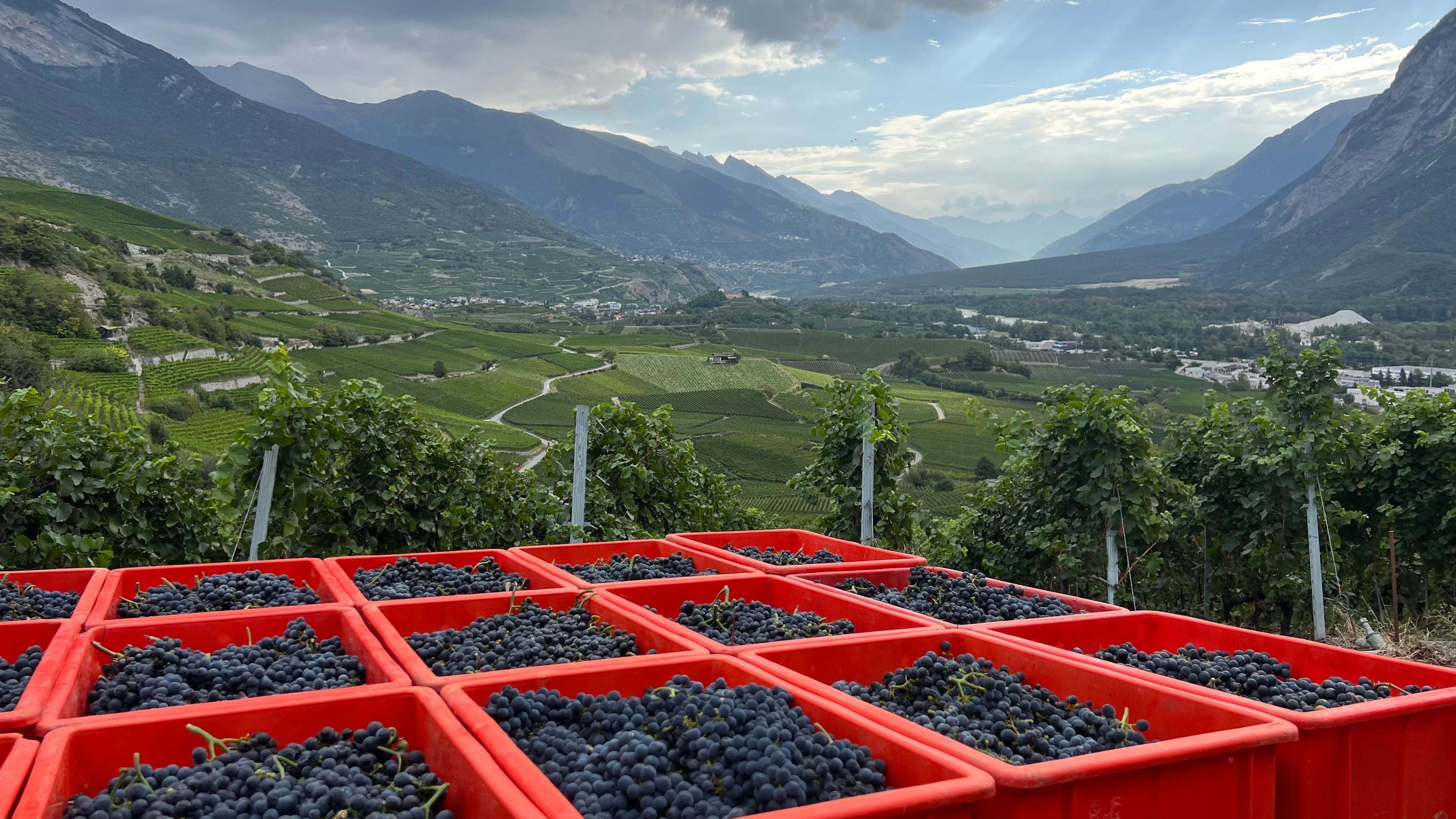 Les vendanges sont en cours !